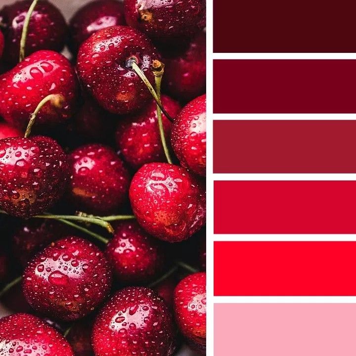 Cerezas rojas con gotas de agua junto a una paleta de seis tonos de rojo cereza
